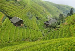 Притча за градинаря или защо понякога предсказанията не се сбъдват