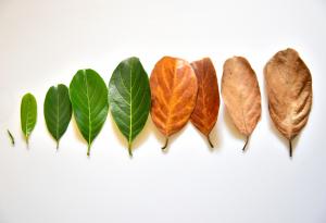 Кръговратът на живота