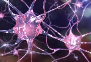 Клетките, които отговарят за „реда” и „изяждането на вредителите” в мозъка, се обновяват