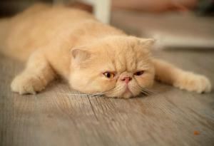 Всичко е въпрос на мотивация