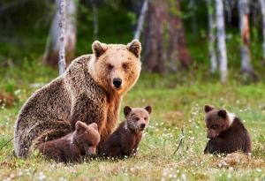 WWF стартира кампания за опазване на мечките в България