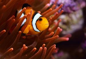 Какво ще се случи с океана, ако всички риби изчезнат?