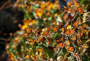 Броят на пеперудите монарх, които зимуват в Мексико, намалява