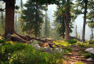 Жизненоважната за планетата тайга е в опасност