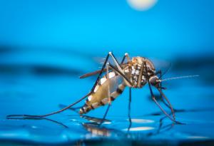 Повече от половината население на света може да бъде изложено на риск от болести, пренасяни от комари