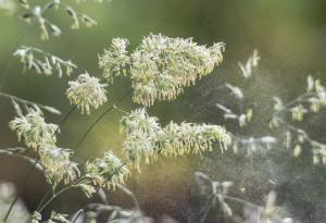 Алергии към полена и сезонни промени в температурата на околната среда
