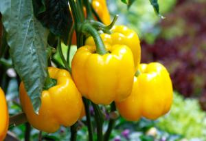 Жълти зеленчуци: 4-те най-здравословни вида