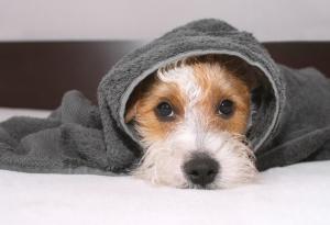 Трогателно проучване показва защо не трябва да крещим на кучето си