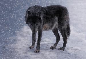 Защо вълците в различни райони на Северна Америка променят цвета на козината си?