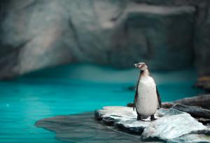 И татковците мътят и кърмят