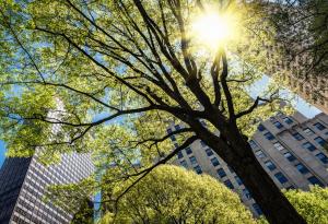 Комбинация от различни дървета пречиства въздуха в града по-ефективно