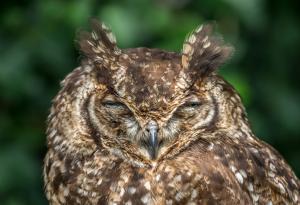 "Совите" са по-добри от чучулигите - 6 научни доказателства