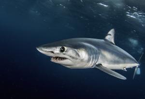 Акулата мако - кралят на акулите