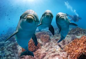 Приятелствата между делфините действат като естествен серум против стареене