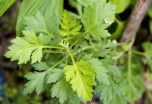 СЗО предупреди срещу използването на билки срещу Ковид-19