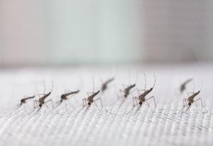 Разрешиха пускането на милиарди генетично модифицирани комари в Калифорния и Флорида
