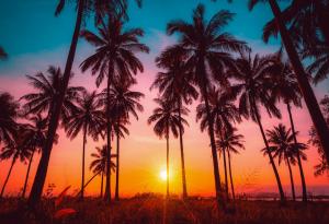 Повече от половината от палмите по света са застрашени от изчезване