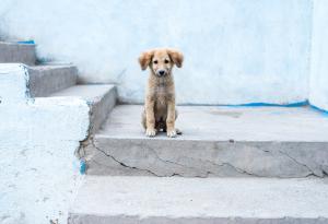 Безсърдечността е функция на мозъка