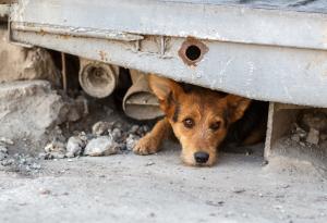 Дао притчата за огледалата и озлобения свят