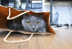 64 полезни и забавни английски идиома