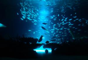 Откриха нови дълбоководни видове край бреговете на Западна Австралия