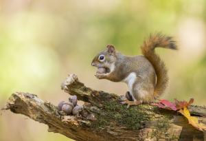 Най-разсеяният колекционер