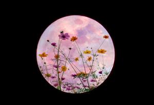 Тази вечер ни очаква Суперлуната "Цвете", последната за 2020-а