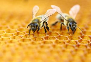 Отровата на медоносните пчели убива агресивните клетки на рака на гърдата