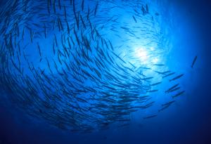 Държавите-членки на ООН постигнаха споразумение за първия международен договор за защита на екосистемите в открито море