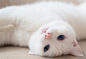 Умен уличен котарак завежда жена до магазин и я моли да му купи храна, тя го осиновява