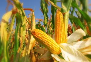 Учени идентифицираха нов прародител на съвременната царевица