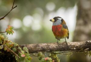 Популацията на повече от половината видове птици в света намалява