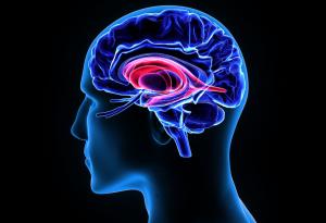 Мозъкът на мъжа предпочита секса пред храната