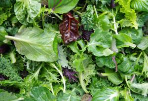 Учени препоръчват на възрастните хора да ядат всеки ден по порция зелени листни зеленчуци