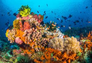 Добивът на минерали заплашва биоразнообразието в дълбините на океаните 