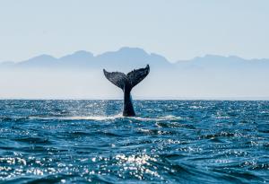 Изследване на китове дава информация за еволюцията на менопаузата 