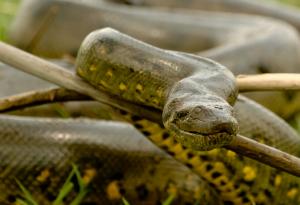 Колко тежи най-тежката змия?