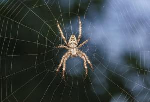 Паяците са наши приятели