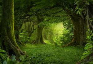 Глобалното затопляне пречи на дърветата да "дишат", показва изследване 