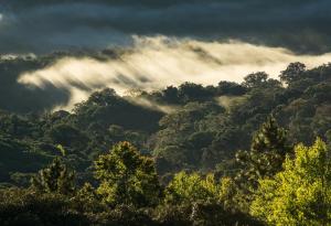 Планинските гори изчезват с все по-бързи темпове
