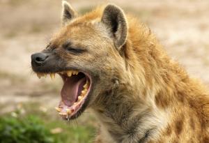 Женският хищник, който командва парада