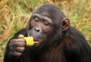 Забраненият плод се услажда повече и на шимпанзетата
