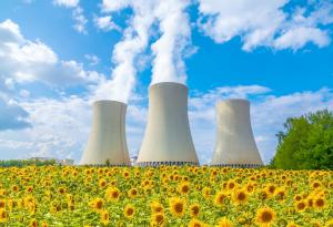 Защо учените засаждат слънчогледи след ядрени бедствия