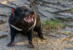 Що за дявол е Тасманийският дявол?