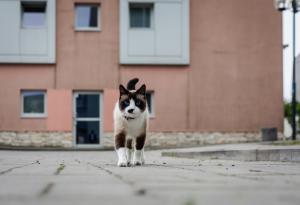 Изчезнала котка се събра със стопанката си след 11 години живот на улицата