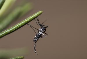 Глобалното затопляне прави някои насекоми устойчиви през есента