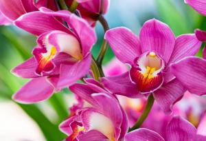 Сексуалната измама на орхидеите