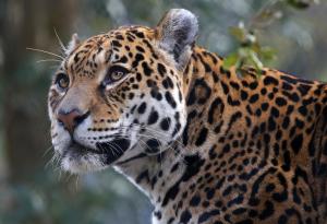 Единствената голяма котка в Южна Америка