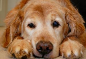 Защо кучетата живеят толкова кратко и какво трябва да научим от тях