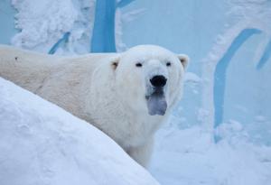 Белите мечки имат сини езици: 12 любопитни факта за някои застрашени животни